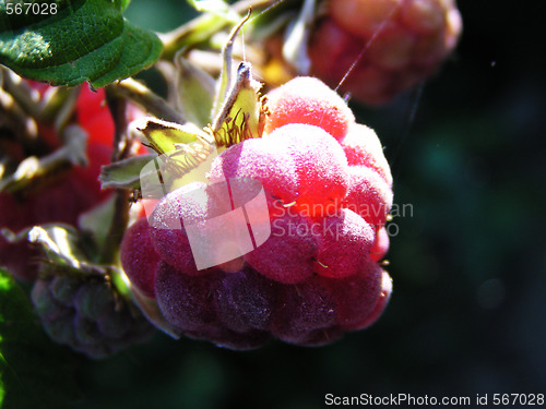 Image of Fresh Raspberry