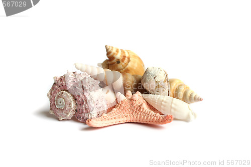 Image of Seashells from holiday