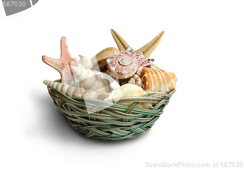 Image of Seashells from last holiday