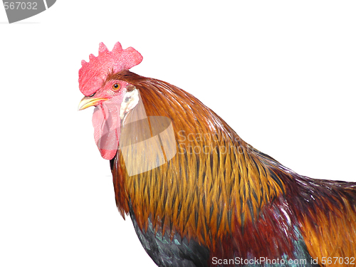 Image of Isolated rooster