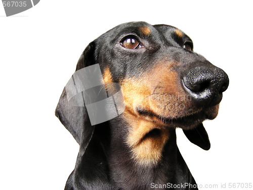 Image of Dachshund portrait