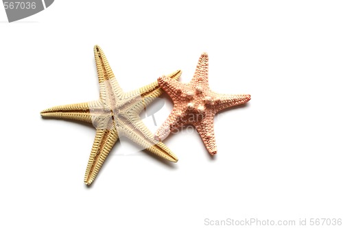 Image of Seashells on white background