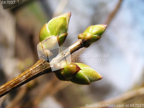 Image of Leaf bud