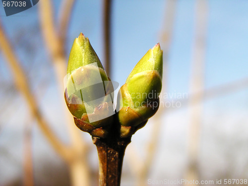 Image of Spring bud