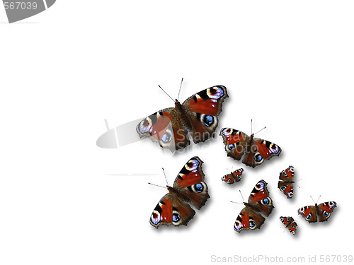 Image of Butterflies