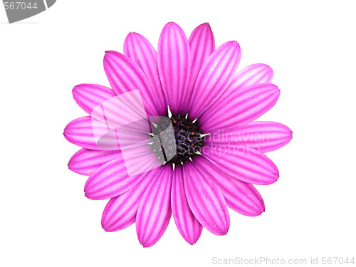 Image of Isolated flower
