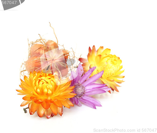 Image of Strawflowers