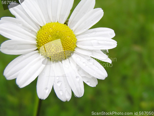 Image of Marguerite with water drops