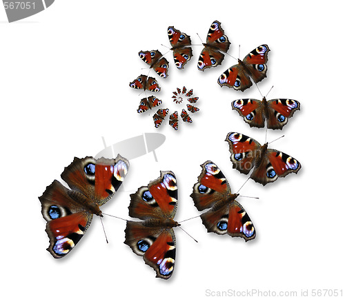 Image of Butterflies flying in spiral