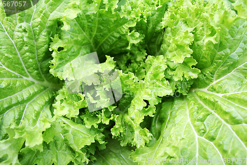Image of Fresh lettuce