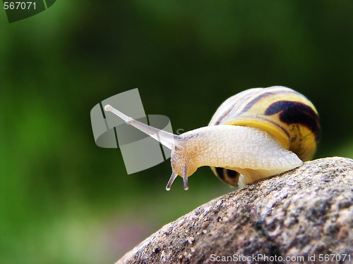 Image of Snail on the stone