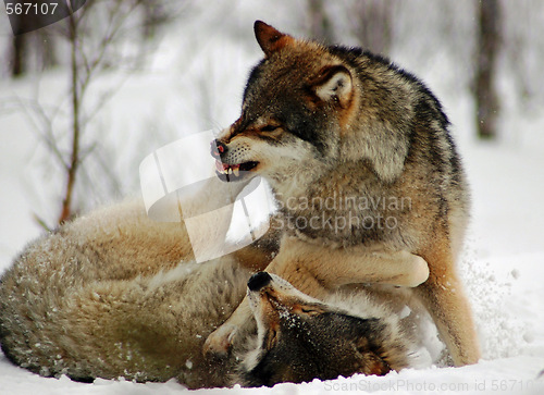 Image of Wolfs