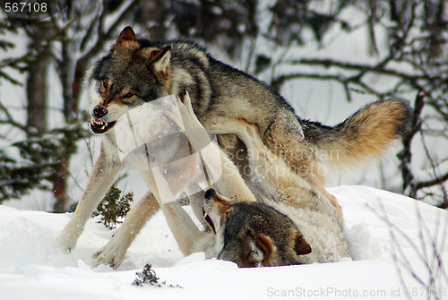 Image of Wolfs