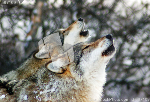 Image of Wolfs 