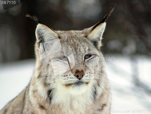 Image of Lynx