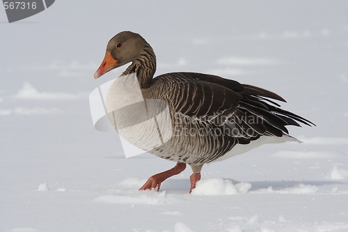 Image of Greylag Goose. 