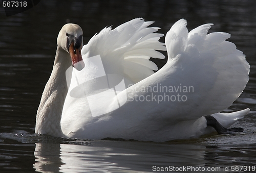 Image of Muted swan.