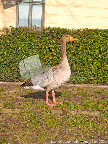 Image of Lone goose standing in urban area