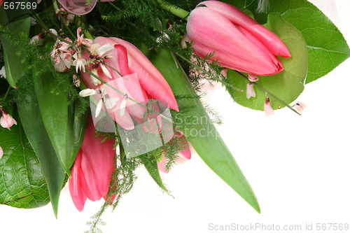 Image of Tulips