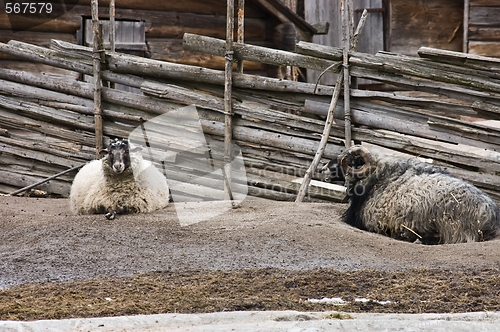 Image of Relaxing rams