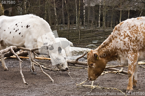 Image of Lunch time