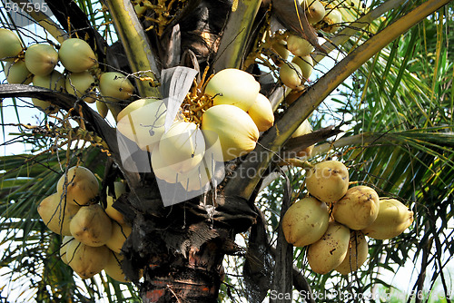 Image of Coconut