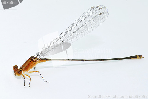 Image of Dragonfly 1