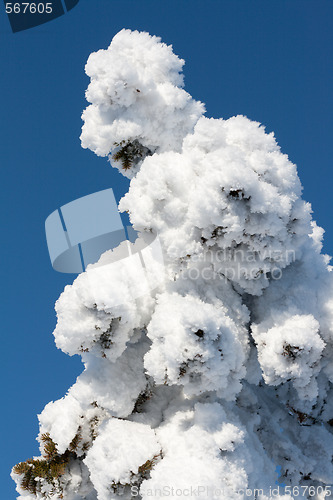 Image of Pine in snow