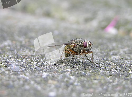 Image of Fly