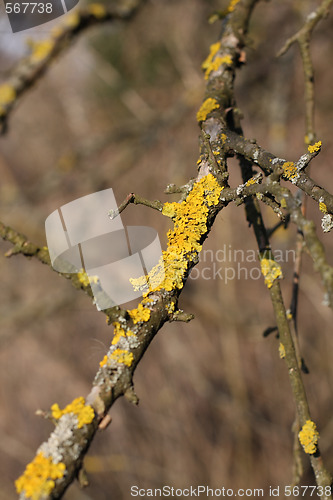 Image of Moss on the branch