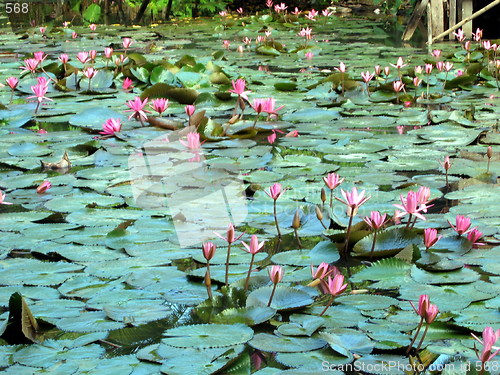 Image of Water lilies Green