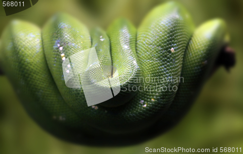 Image of Green tree python