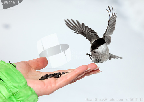 Image of Chickadee