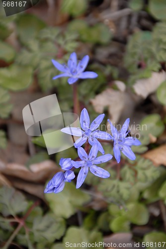 Image of blue spring flowers