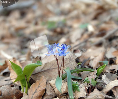 Image of blue spring flowers