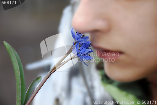 Image of blue spring flowers