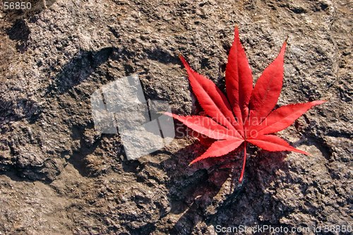 Image of Red leaf