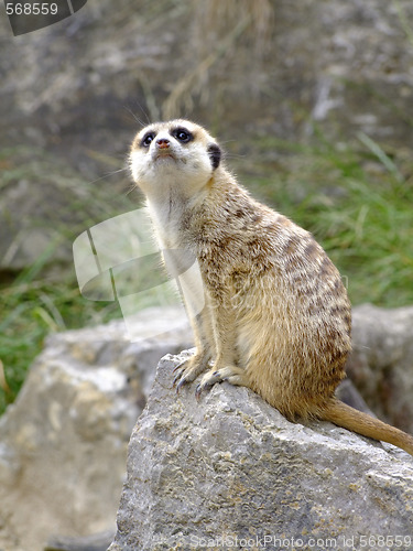 Image of Meerkat