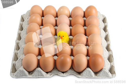 Image of Toy hen