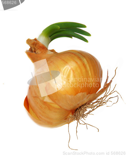Image of Onion sprout