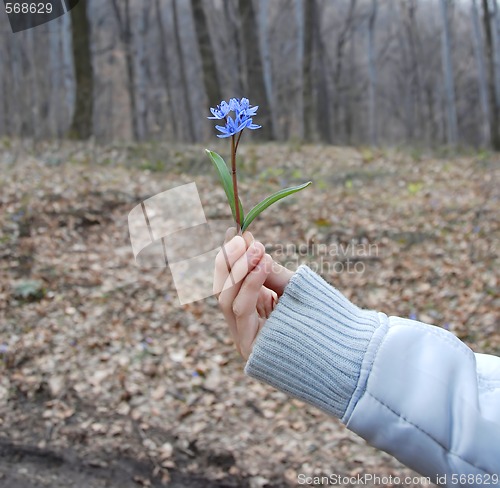 Image of blue spring flowers