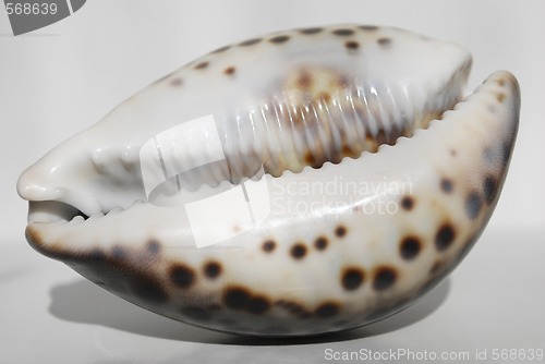 Image of  seashell