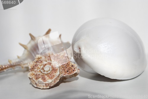 Image of still life with seashell