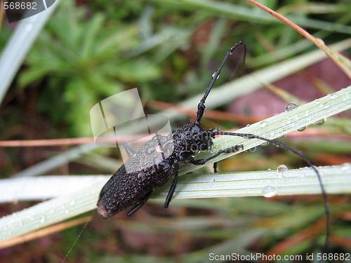 Image of bug with a dewdrop