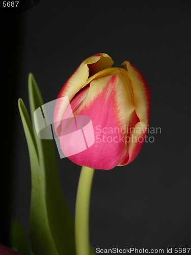 Image of Tulip