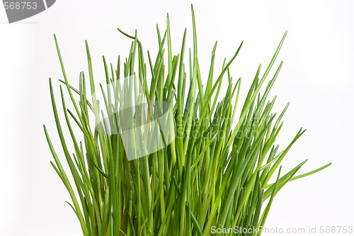 Image of Fresh chive