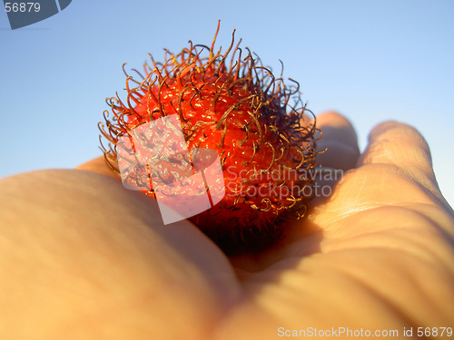 Image of fruit rambutan in my hand