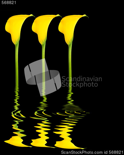 Image of Arum Lily Flowers