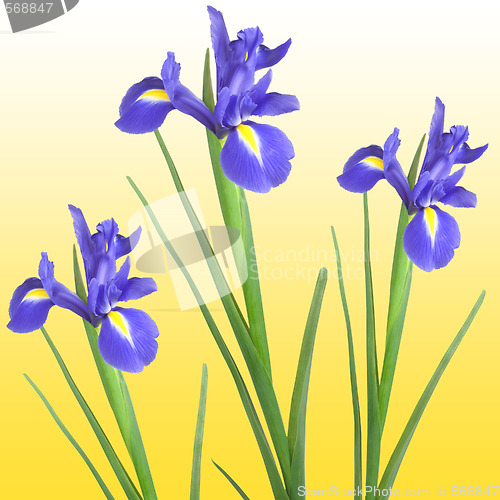 Image of Iris 