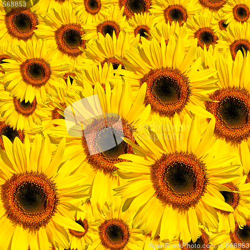 Image of Yellow Beauties